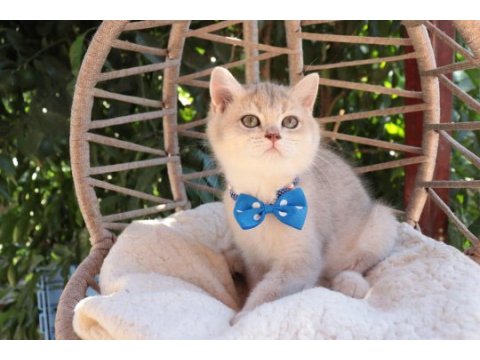 Blue golden british shorthair ayı kafa erkek yavru