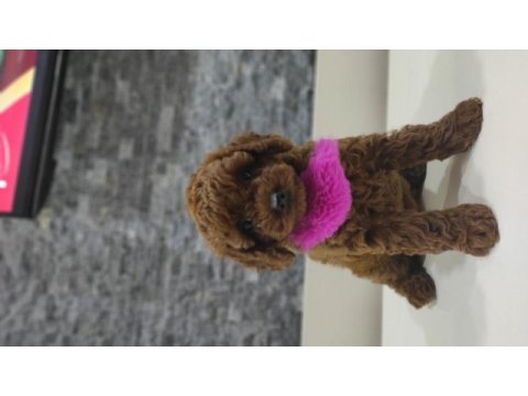 Dark red toy poodle