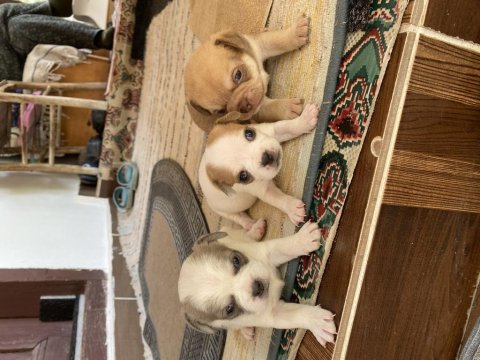 Minik güzel chihuahua şivava