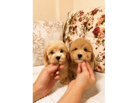 Maltipoo biblo dişi erkek bebekler