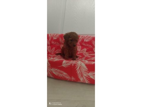 Toy poodle