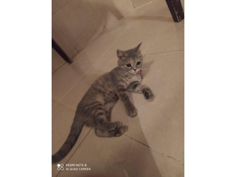 3.5 aylık british shorthair