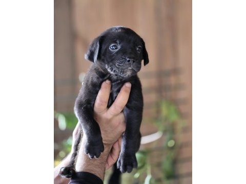 Cane corso yavruları