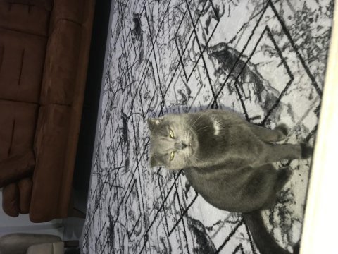 Ücretsiz sahiplendirme scottish fold kedimiz