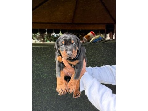 European doberman yavrular