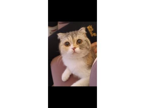 Yetişkin scottish fold kız kedimize yuva arıyoruz