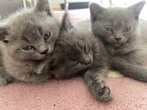 British shorthair yavrularımız yeni yuvasını arıyor