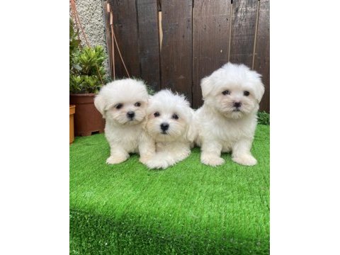 Kilo garantili maltese yavrular