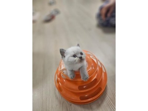 2 aylık egitimi tam plue point oyuncu kedimiz