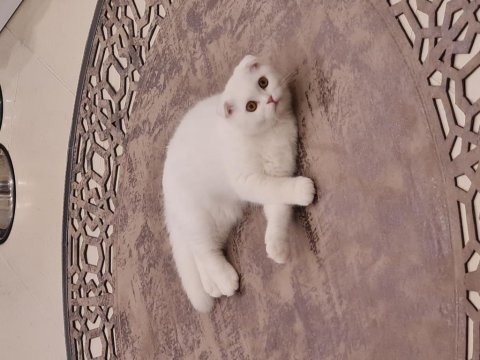 Scottish fold 4 aylık sahiplendirme