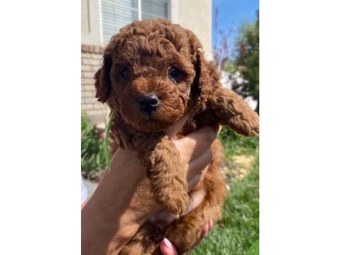 Toy poodle yavrumuz kore kan red brown