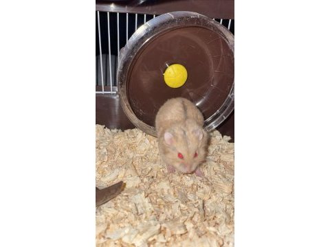 Acil bebek hamster yuva aranıyor