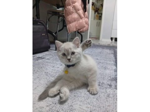 A kalite blue point ve scottish fold bebekler