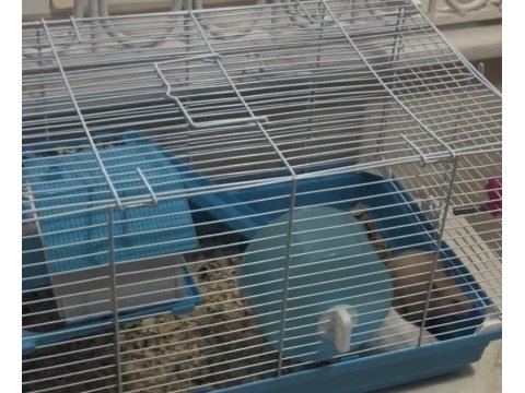 Suriye hamster