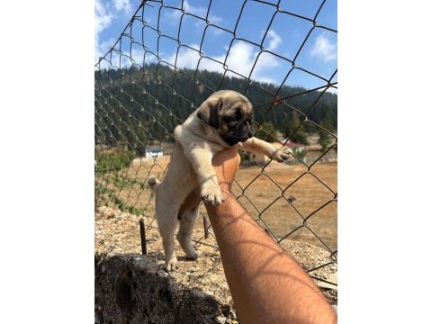 Pug mops yavrularımız sıfır burun gül kuyruk