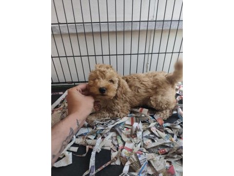 F1 maltipoo poodle kalitesinde