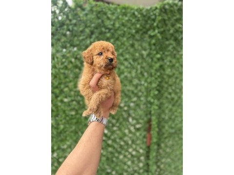 Zeka ve zarafetin poodle yavruları