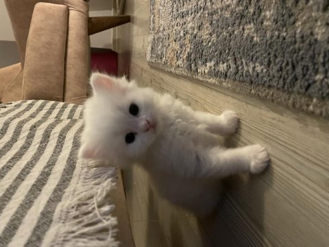 British longhair british shorthair