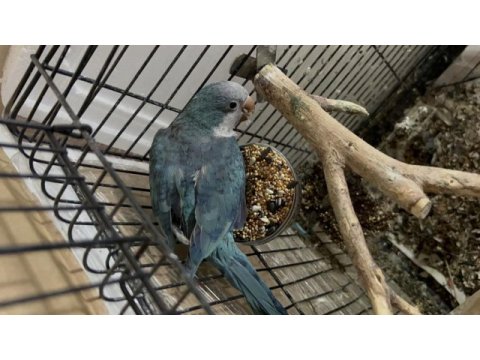 Monk papağanı maviş