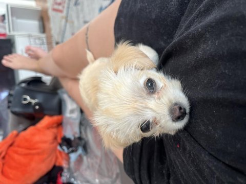 50 günlük maltese terrier