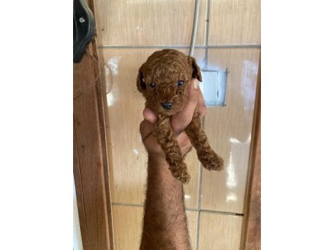 Toy poodle browni renkler