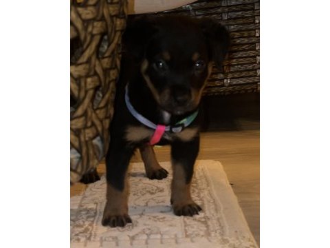 Aşıları tam rottweiler yavru