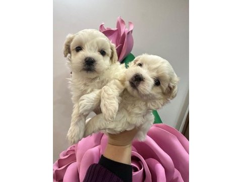 Maltese terrier yavrularımız
