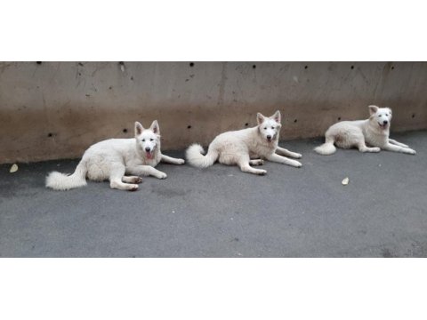 Ev doğumlu orjinal beyaz alman çoban köpeği yavrular