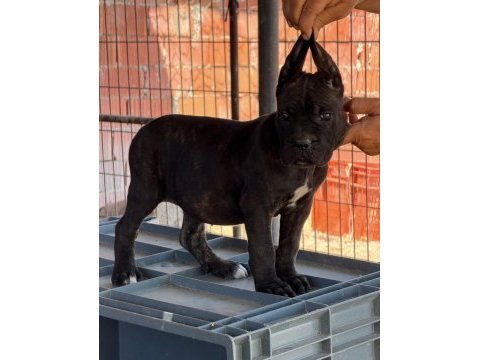 İtalyan mastif cane corso yavrularımız
