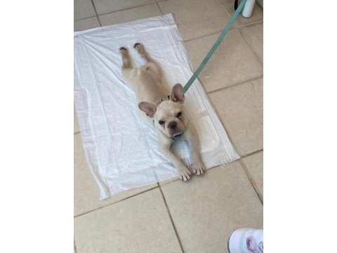 French bulldog blue platinium