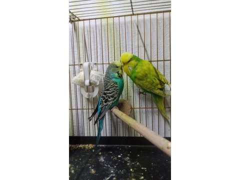 Jumbo çift muhabbet kuşu