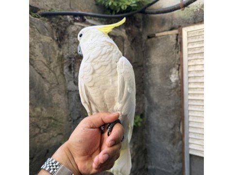 Evcil sülfür kakadu