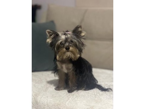 Yorkshire terrier ırkının en iyileri