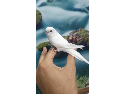 Yavru muhabbet kuşu