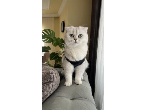 Scottish fold kedime güzel temiz erkek arıyorum
