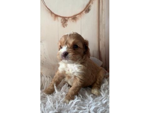 Sevimli maltipoo yavrular yeni yuvasını arıyor!