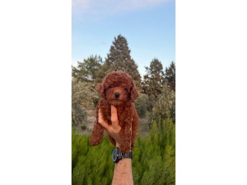 Safkan dişi erkek toy poodle yavrular