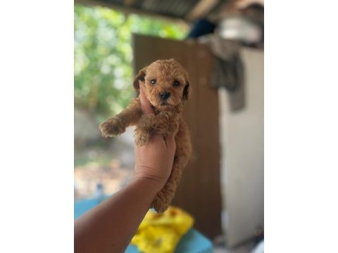 Toy poodle cinsi bebişler