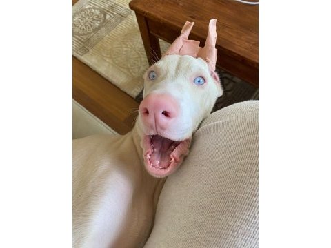 Albino doberman  estetikli aşıları yapılı