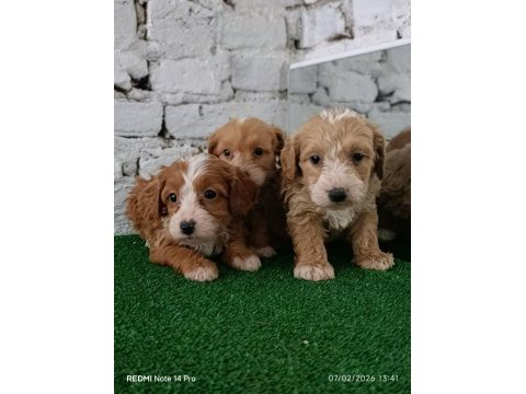 Maltipoo yavrularımız