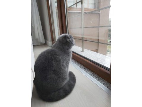 Scottish fold 7 aylık oğlumuz yeni evini arıyor