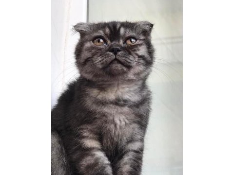 Güzel yavrumuz scottish fold