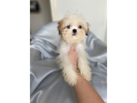 Puf puf shih tzu kızım