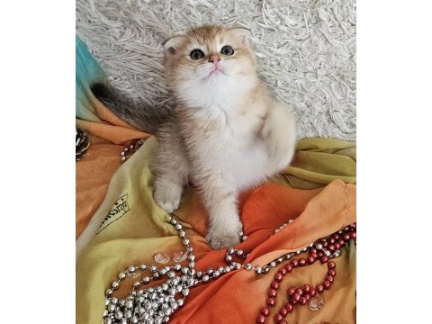 Golden scottish fold erkek bebekler