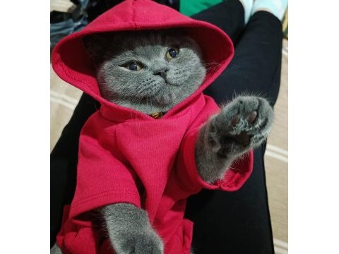 Safkan dişi british shorthair lokum 7 aylık aşılı