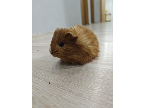 Ginepig yavrumuz