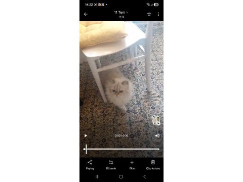 Yavru verem büyük kedicikler