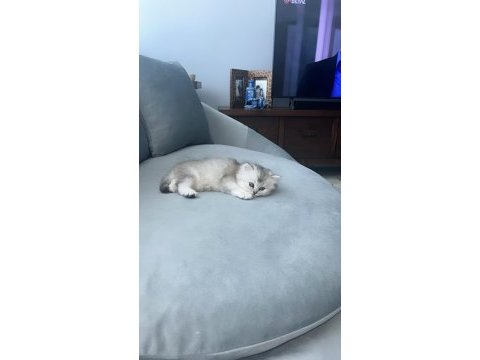 Safkan iran kedisi ırkı (chinchilla)