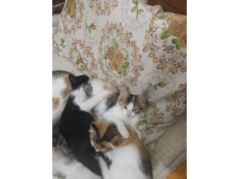 Yavru kedilerime ev arıyorum