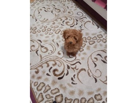 Yavru toy poodle 0 numara